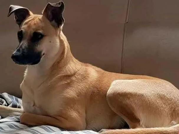 Cachorro ra a SRD-ViraLata idade 1 ano nome Mel