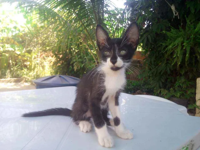 Gato ra a Brasileira idade 2 a 6 meses nome Ainda sem nomes