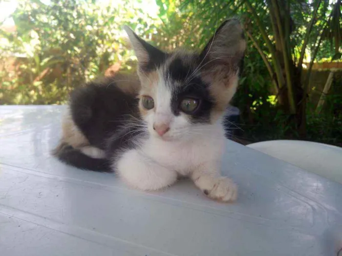 Gato ra a Brasileira idade 2 a 6 meses nome Ainda sem nomes