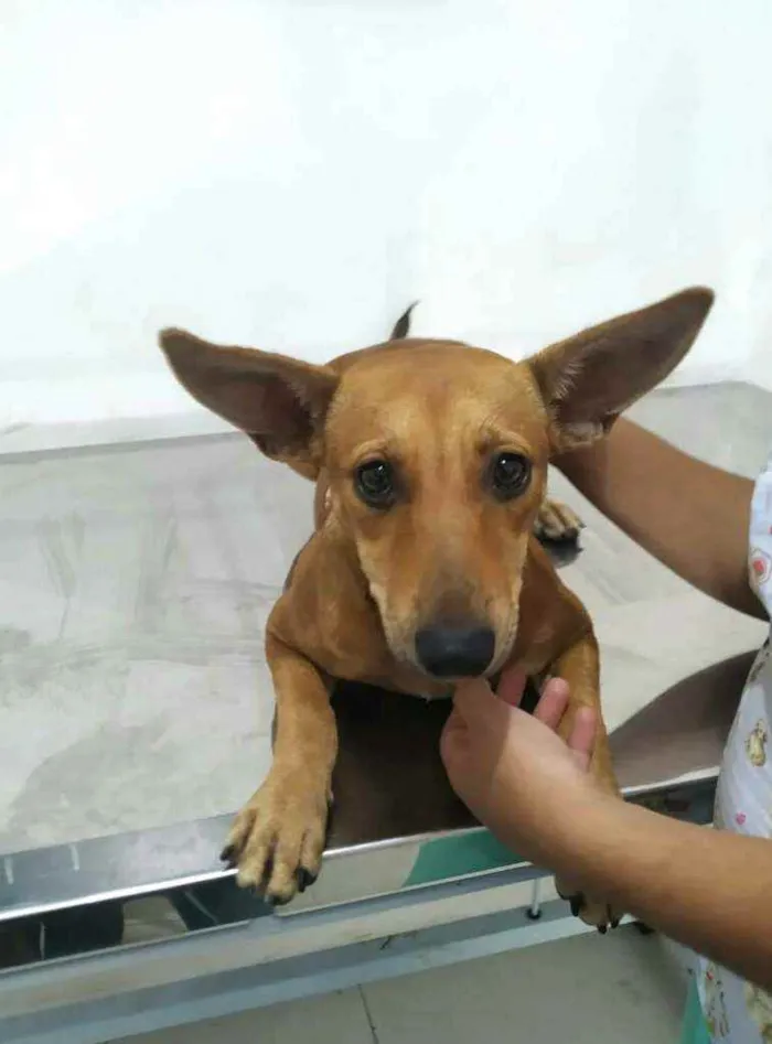 Cachorro raça  idade 7 a 11 meses nome Amarelinha 