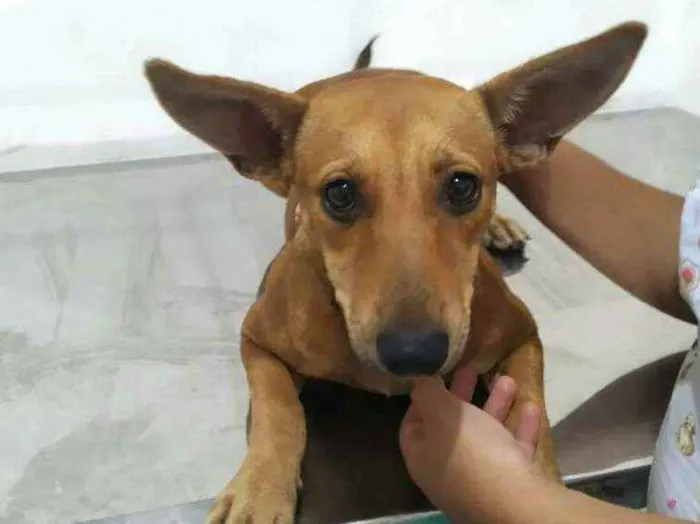 Cachorro raça  idade 7 a 11 meses nome Amarelinha 