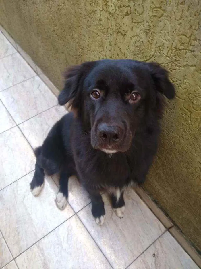 Cachorro ra a SRD idade 7 a 11 meses nome Loki