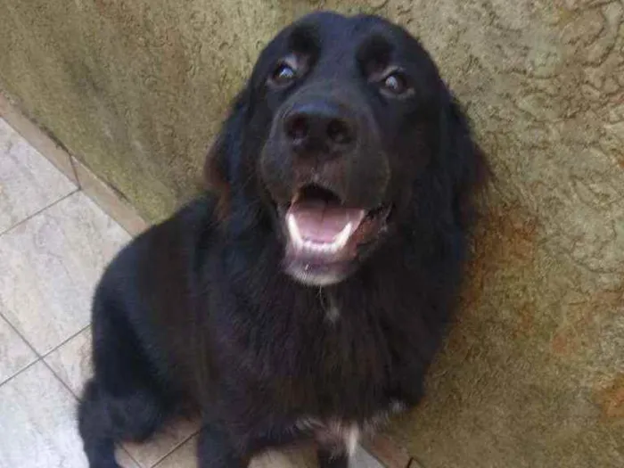 Cachorro ra a SRD idade 7 a 11 meses nome Loki