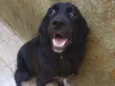 Loki