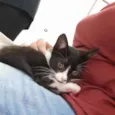 Gatinho