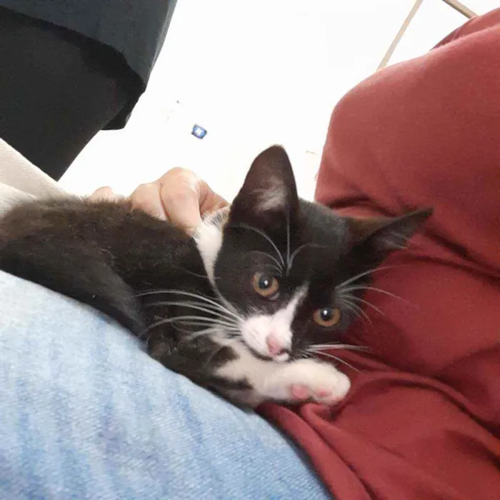 Gato raça Viralata idade 2 a 6 meses nome Gatinho