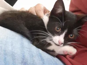 Gato raça Viralata idade 2 a 6 meses nome Gatinho