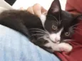Gatinho