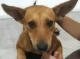 Cachorro raça  idade 7 a 11 meses nome Amarelinha 