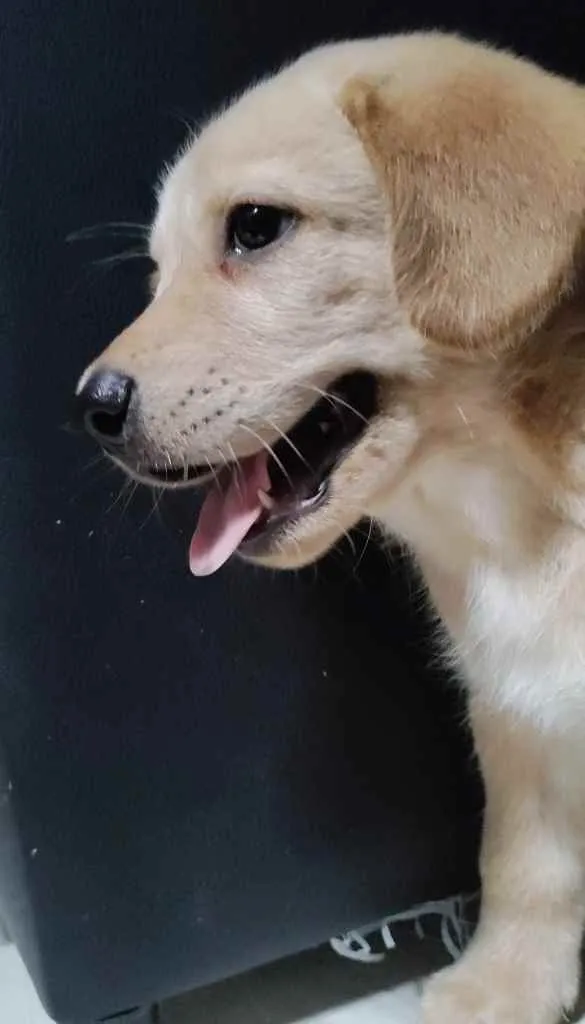 Cachorro ra a Golden Retriever idade Abaixo de 2 meses nome Paçoca