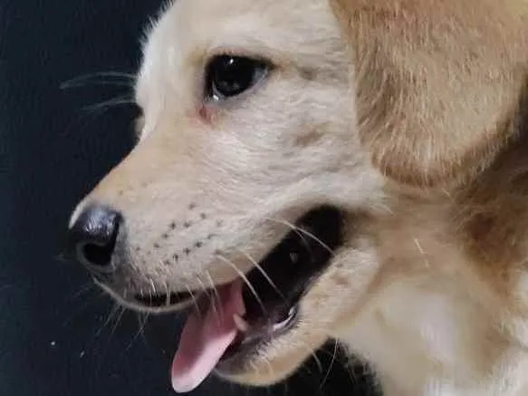 Cachorro ra a Golden Retriever idade Abaixo de 2 meses nome Paçoca