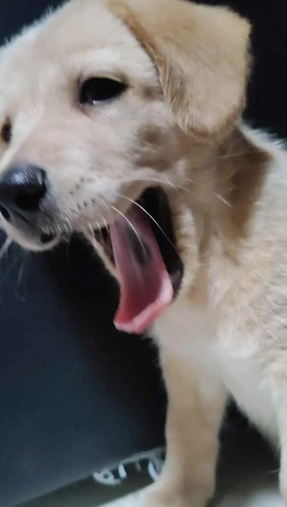 Cachorro ra a Golden Retriever idade Abaixo de 2 meses nome Paçoca