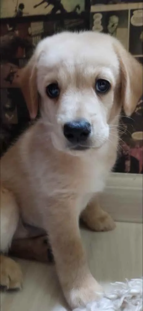 Cachorro ra a Golden Retriever idade Abaixo de 2 meses nome Paçoca
