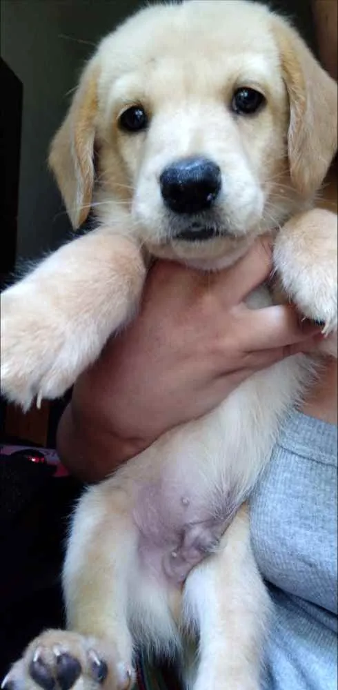 Cachorro ra a Golden Retriever idade Abaixo de 2 meses nome Paçoca