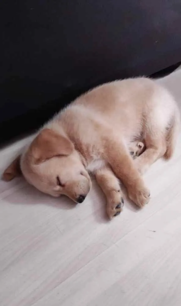Cachorro ra a Golden Retriever idade Abaixo de 2 meses nome Paçoca