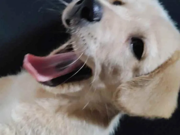 Cachorro ra a Golden Retriever idade Abaixo de 2 meses nome Paçoca