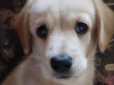 Cachorro ra a Golden Retriever idade Abaixo de 2 meses nome Paçoca