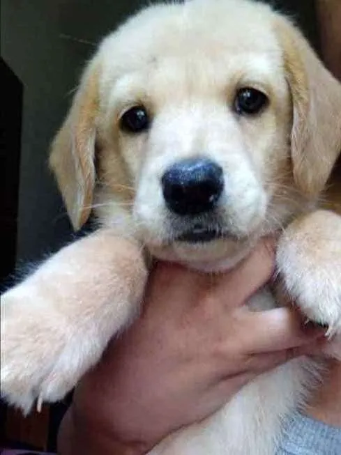 Cachorro ra a Golden Retriever idade Abaixo de 2 meses nome Paçoca