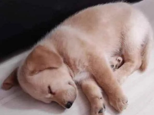 Cachorro ra a Golden Retriever idade Abaixo de 2 meses nome Paçoca