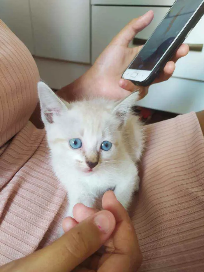 Gato ra a Vira lata  idade Abaixo de 2 meses nome Não tem 
