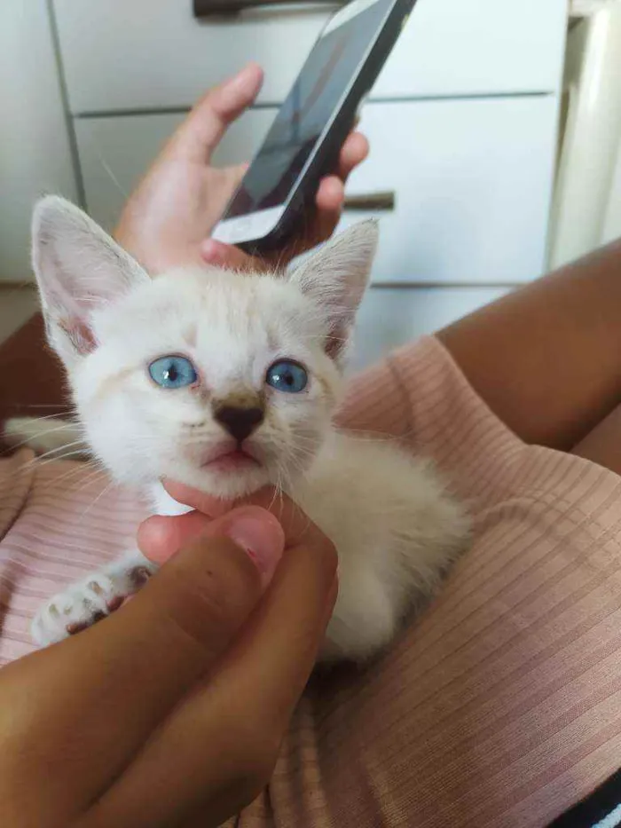 Gato ra a Vira lata  idade Abaixo de 2 meses nome Não tem 