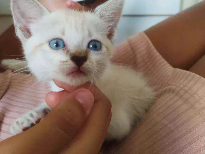 Gato ra a Vira lata  idade Abaixo de 2 meses nome Não tem 