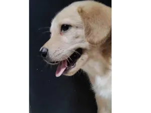 Cachorro raça Golden Retriever idade Abaixo de 2 meses nome Paçoca