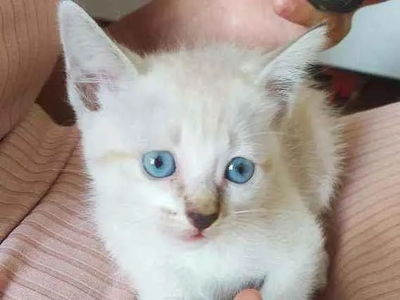Gato ra a Vira lata  idade Abaixo de 2 meses nome Não tem 