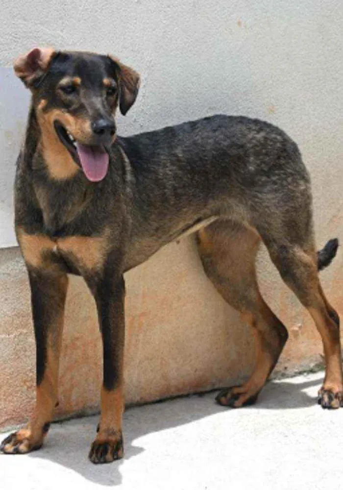 Cachorro raça Vira lata  idade 1 ano nome Mary