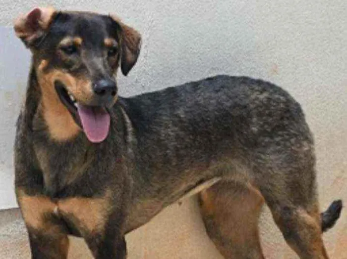 Cachorro raça Vira lata  idade 1 ano nome Mary
