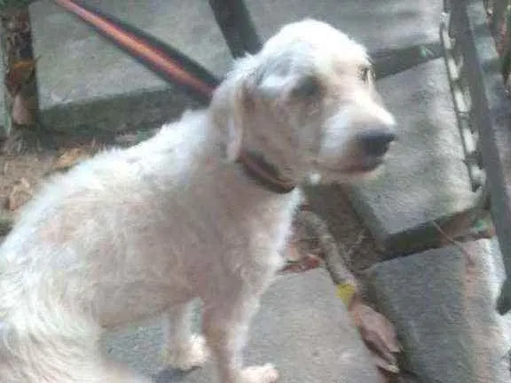 Cachorro ra a Poodle idade 1 ano nome Fred