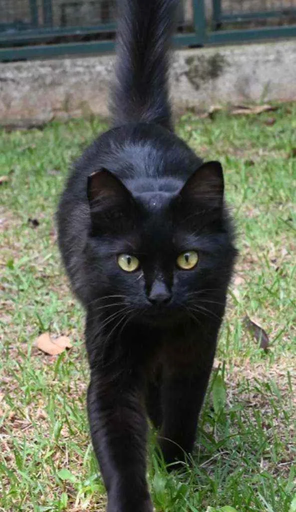 Gato raça Vira lata  idade 1 ano nome Bruce