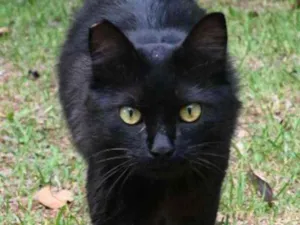 Gato raça Vira lata  idade 1 ano nome Bruce