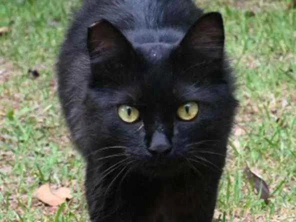 Gato raça Vira lata  idade 1 ano nome Bruce