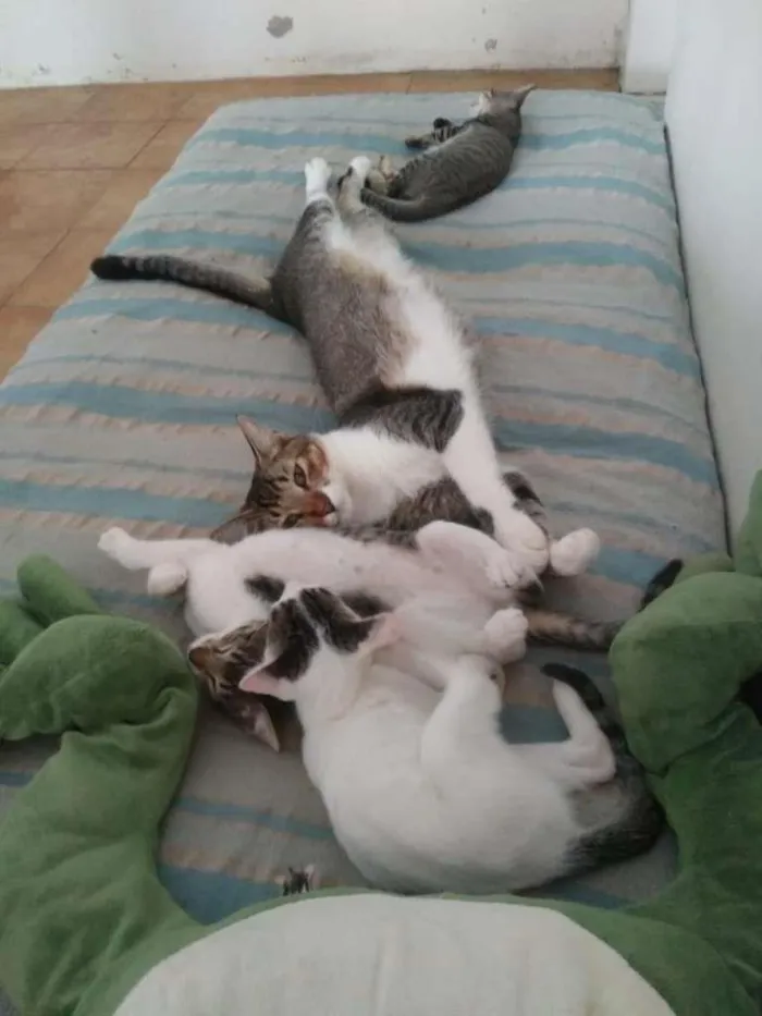 Gato ra a SRD-ViraLata idade 2 a 6 meses nome Elba