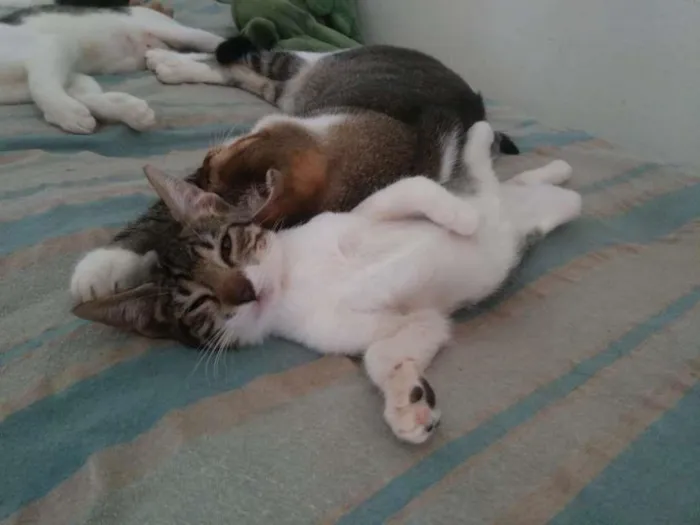 Gato ra a SRD-ViraLata idade 2 a 6 meses nome Elba