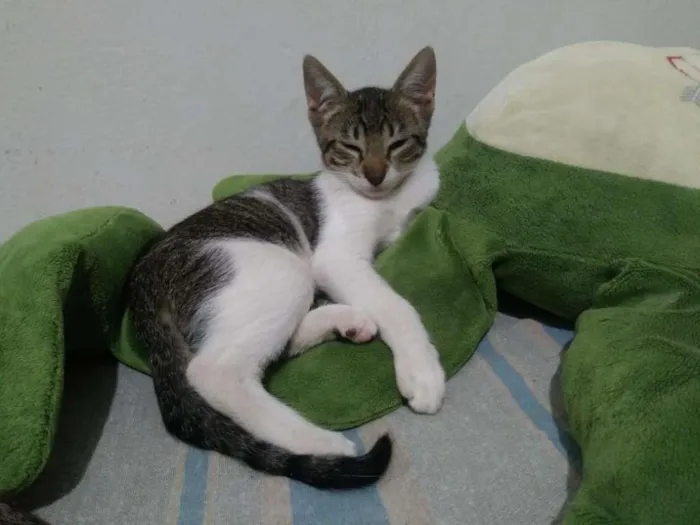 Gato ra a SRD-ViraLata idade 2 a 6 meses nome Elba