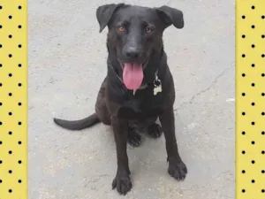 Cachorro raça SRD-ViraLata idade 3 anos nome Kovu