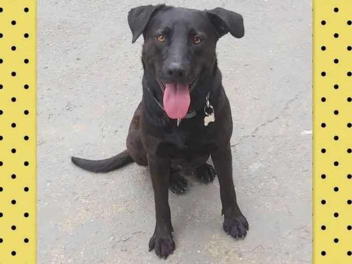 Cachorro ra a SRD-ViraLata idade 3 anos nome Kovu