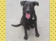 Kovu