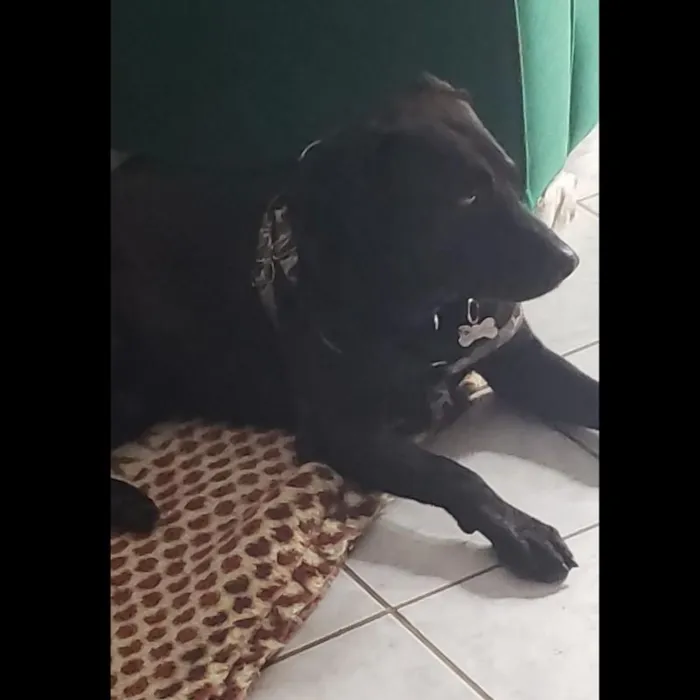 Cachorro ra a SRD-ViraLata idade 3 anos nome Kovu