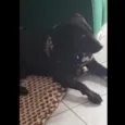 Kovu