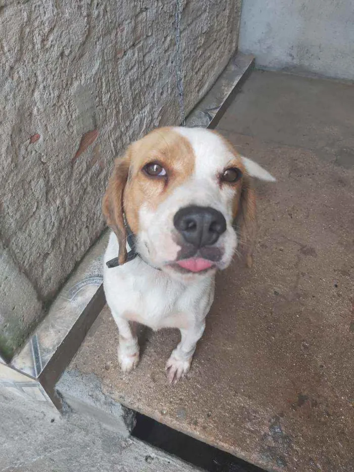 Cachorro raça Beagle idade 3 anos nome Flash