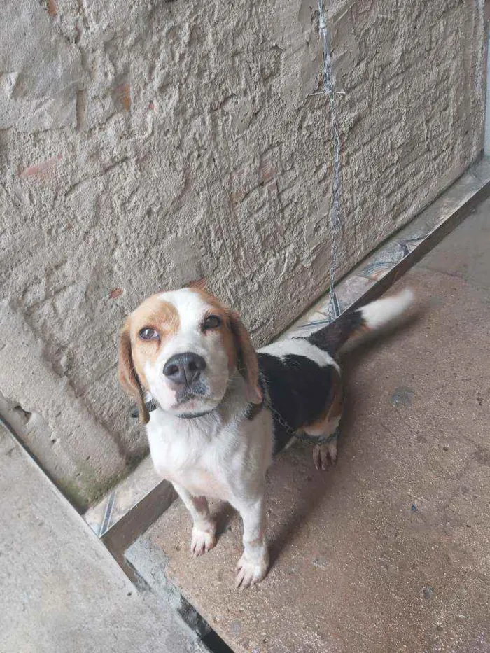 Cachorro raça Beagle idade 3 anos nome Flash