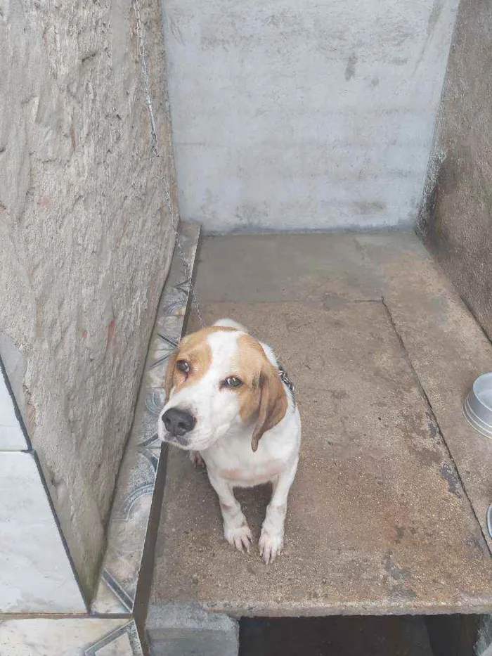 Cachorro raça Beagle idade 3 anos nome Flash