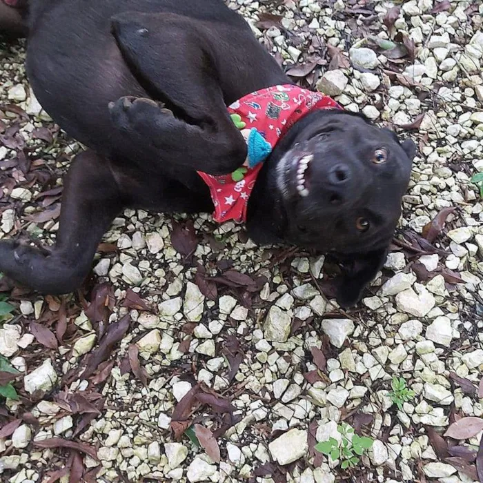 Cachorro ra a SRD-ViraLata idade 3 anos nome Kovu