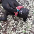 Kovu