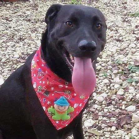 Cachorro ra a SRD-ViraLata idade 3 anos nome Kovu