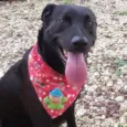 Kovu
