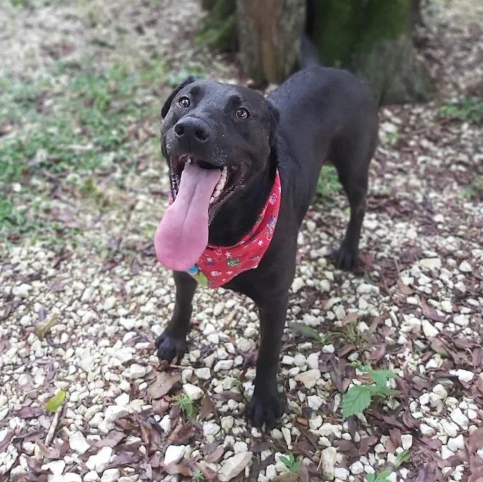 Cachorro ra a SRD-ViraLata idade 3 anos nome Kovu